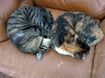 田中の飼いねこのチーとネネ姉妹。アンモナイトのような寝姿（田中裕二の携帯のカメラロールより）