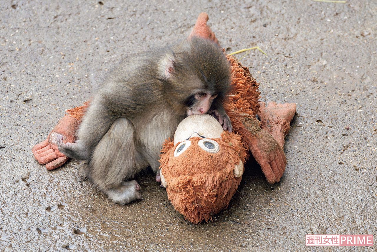 パンチくん》市川市動植物園3月来園者9万人突破、世界が注目IKEAの