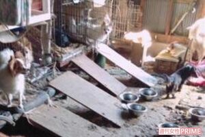 施設の床のいたる所に排泄物が。不衛生な環境下で作業をするスタッフの中には体調不良を訴えた人も（読者提供）