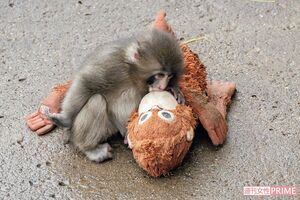 千葉県市川市動植物園のニホンザル「パンチくん」