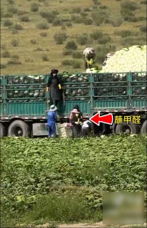 ネット上で拡散されている、中国の白菜収穫の様子を捉えた動画。白菜を何かの液体に浸してからトラックに積み込む姿が記録されている(Xより)