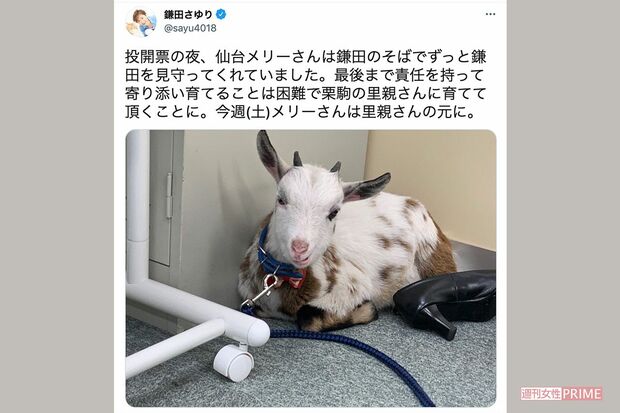 ツイッターで里親に預けることを報告したが…（ツイッターより）