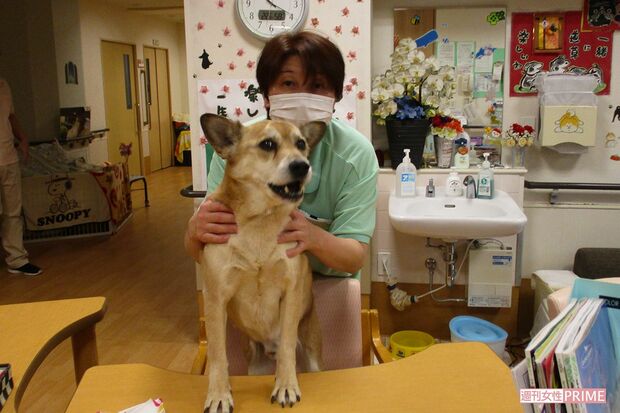 文福の看取り犬としての能力はベテラン介護職員・出田さんによって見いだされた　撮影／伊藤和幸