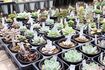 多肉植物は種類も豊富！