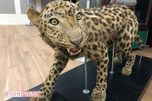 『天王寺動物園』での企画展で展示さえているヒョウのはく製