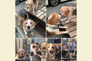 小森章平容疑者は犬や猫が好きで、里親として何匹も預かっていた（本人フェイスブックより）