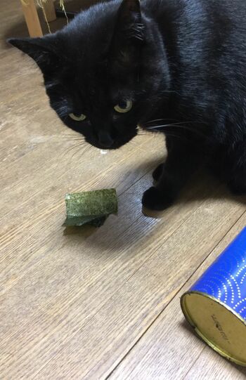 「海苔うまいにゃー」クロさん・8歳。食卓から缶を落とし、中の海苔を食べた知能犯!(※画像は飼い主提供)