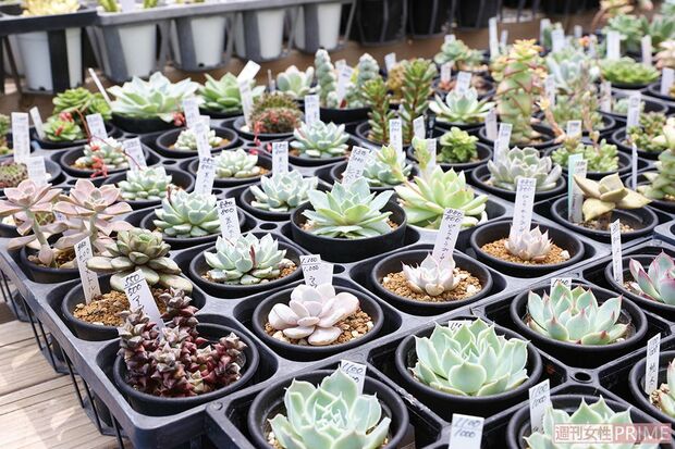 多肉植物は種類も豊富！
