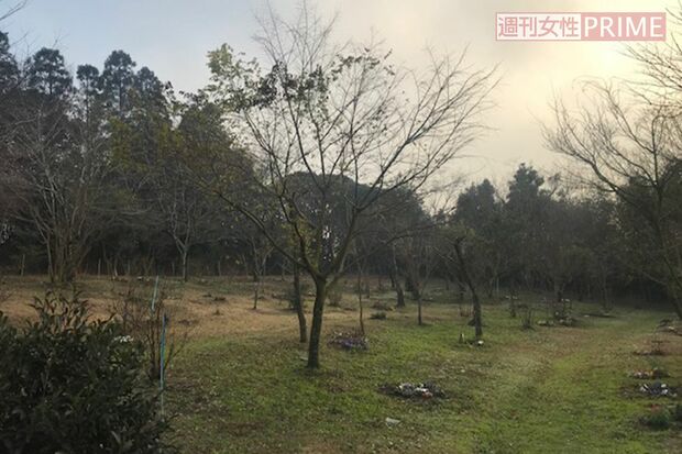 市原さんの墓は寺を見下ろす丘の中腹にある