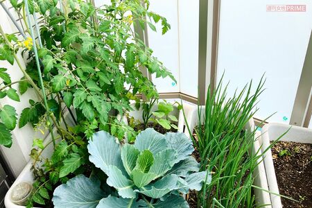 丸山さんのベランダ菜園。ミニトマトやにんにくも栽培中