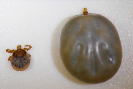 吸血前とあとではこれほどの大きさの違いが