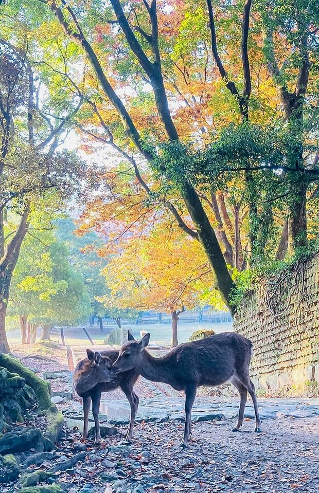 1300年以上前から生息する奈良のシカは“神の使い”とも称される。愛くるしい姿をパシャッ！
