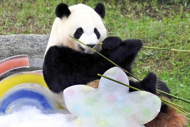彩浜(さいひん)。2021年撮影。3歳の誕生日をお祝い 写真/共同通信社