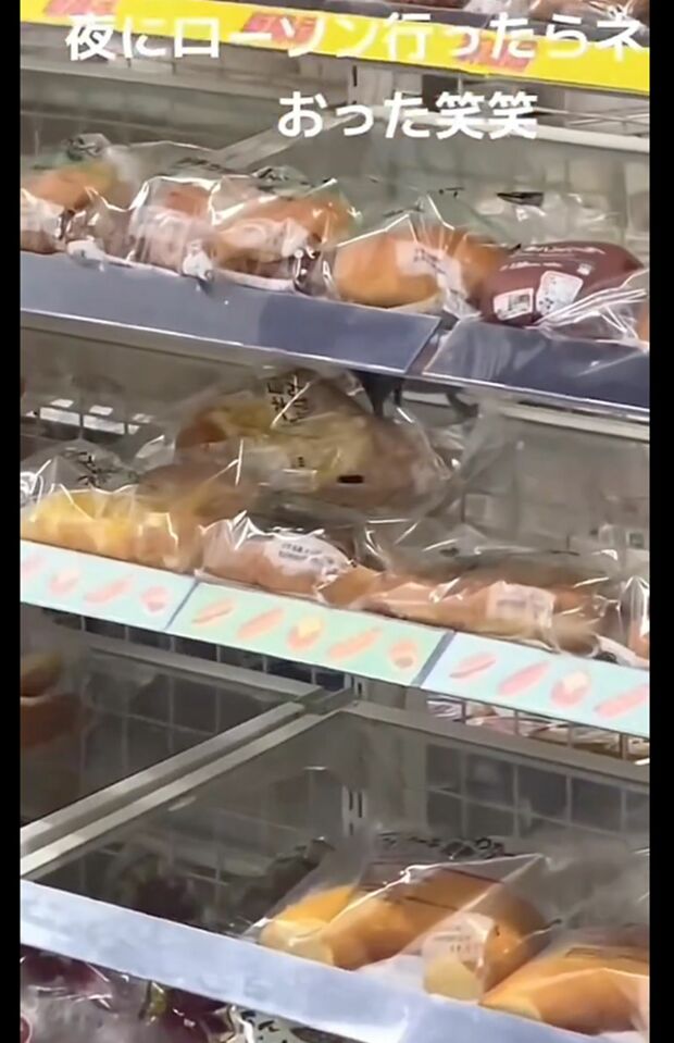 ローソン店内でネズミがパンをかじる動画（1/4、Xより）