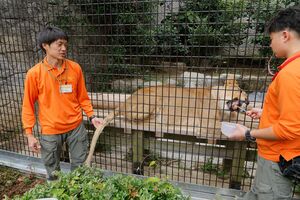 飼育員2人と獣医の3人でライオンのハズトレを実演　撮影=久我秀樹