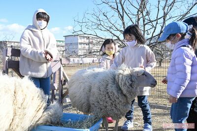 羊の飼育から学びを展開(撮影/渡邉智裕)