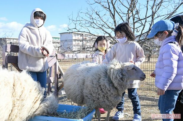 羊の飼育から学びを展開（撮影／渡邉智裕）