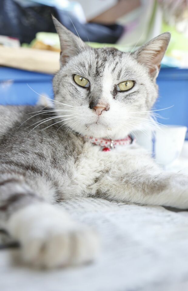 グレ子　撮影／竹内摩耶