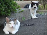 路上でねこを見かけると、つい激写してしまうそう（田中裕二の携帯のカメラロールより）