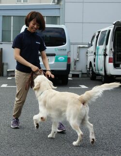 訓練士研修生にホメてもらい大喜びする盲導犬