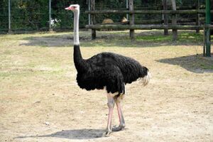 ダチョウの卵には抗体が多く、コロナ時にはマスクも作られた