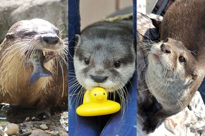 可愛すぎぃ!『第二回カワウソゥ選挙』厳選の10頭はコチラ。あなたの推しウソは?