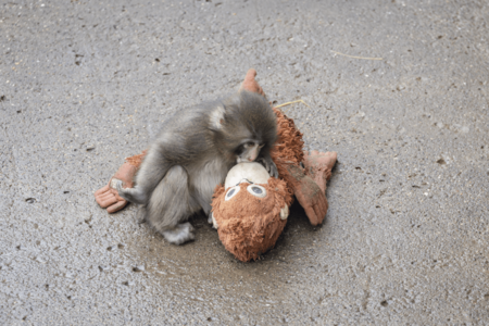 大好きなオランママに愛を込めてチュー（写真／読者提供）