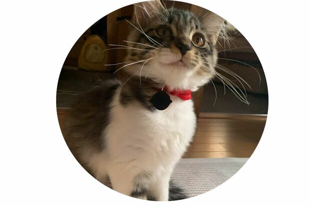 【犬、猫アイコン】ペットを飼う人には定番。