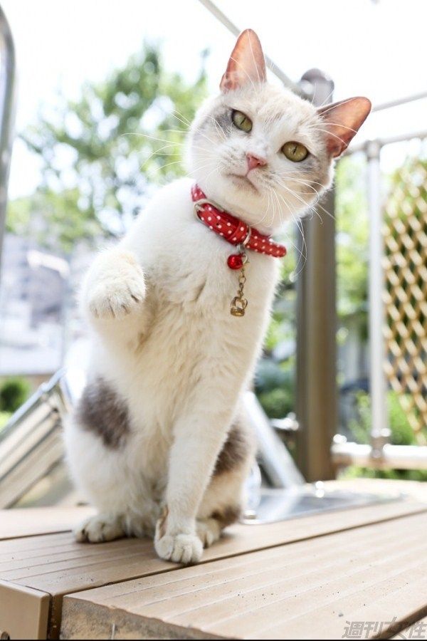 『ヨルタモリ』の猫（♀）、出演予定の映画撮影で一発OKを連発