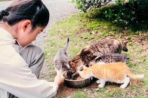 学習院初等科3年時。赤坂御用地に迷い込んだ猫たちに、餌をあげる愛子さま。右から2番目のしっぽの短い猫がみー。その奥が母猫のニンゲン　宮内庁提供