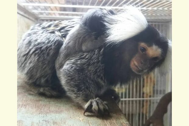 コモンマーモセットの赤ちゃんがお父さんにつかまっている様子　写真提供／草津熱帯圏