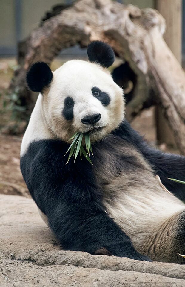 リーリー♂　写真／高氏貴博（毎日パンダ）