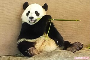 6月に日本を離れる、アドベンチャーワールドの楓浜