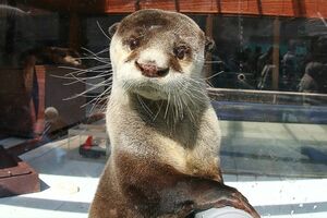 ブブゼラ（伊勢シーパラダイス）