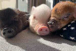 日向ぼっこするマイクロブタの、はんぺん、ねぎま、ちくわ（写真／＠pigram.jpさん）