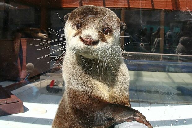 ブブゼラ（伊勢シーパラダイス）