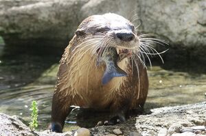 カエデ（カナダカワウソ）＠盛岡市動物公園