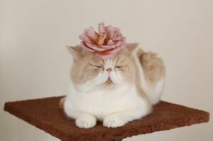 お花をのせてうっとりこの表情。まさにフォトジェニックなバニラ　(c)ネズミイロのネコとバニラ　(c)ねこ休み展