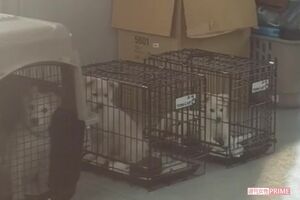 犬たちはケージの中で1日を過ごす。すぐには譲渡できない状態の犬もいるが、H氏はすぐに譲ってしまうという（関係者提供）