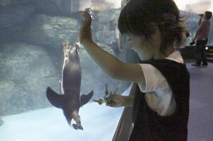 ジェンツーペンギンは、不規則な動きをするものやカギなどの光りものが大好き