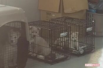 犬たちはケージの中で1日を過ごす。すぐには譲渡できない状態の犬もいるが、H氏はすぐに譲ってしまうという（関係者提供）