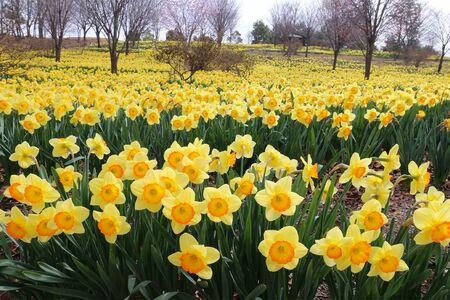 那須塩原市の東那須野公園の水仙は3月末から咲き始める