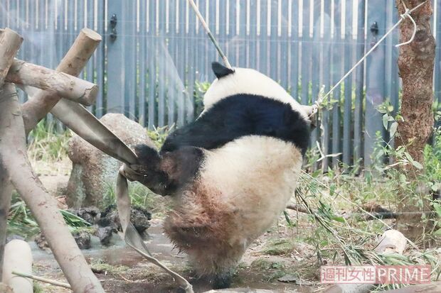 よいしょよいしょ