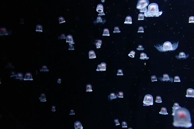 幻想的なクラゲたち（加茂水族館公式Twitterより）