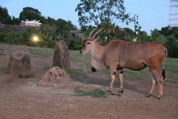 夜のいきものたちにワクワク／よこはま動物園ズーラシア「ナイトズーラシア」