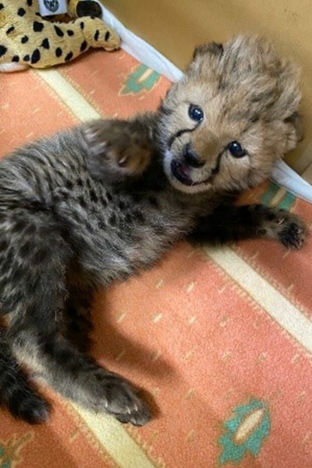 チータの赤ちゃん　写真提供／姫路セントラルパーク