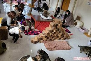 『ペットの里』では猫と戯れる人も