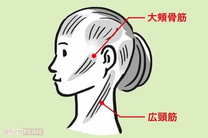 広頸筋と大頬骨筋の位置　イラスト／上田英津子