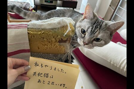 コハさん・4歳。「ほかの2匹と力を合わせてソファをズタズタにしてくれました」(飼い主)(※画像は飼い主提供)