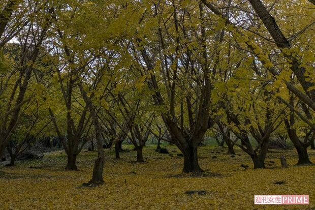 静岡県菊川市にある『平尾イチョウ並木』　写真／編集部